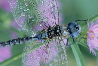 Tim Fitzharris - Southern Hawker Dragonfly close-up, on stem, New Mexico