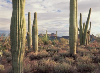 Tim Fitzharris - Safford Peak and Saguaro Saguaro National Park, Arizona