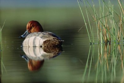 Tim Fitzharris - Redhead Duck male with reflection near reeds, Washington