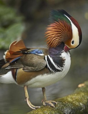 Tim Fitzharris - Mandarin Duck male preening, Jurong Bird Park, Singapore