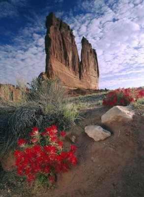 Tim Fitzharris - Paintbrush and the Organ Rock, Arches National Park, Utah