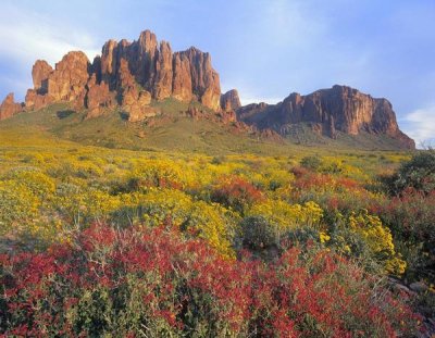 Tim Fitzharris - Chuparosa and Brittlebush Superstition Mountains, Arizona