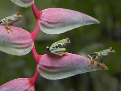 Tim Fitzharris - Red-eyed Tree Frog three sitting on Heliconia, Costa Rica