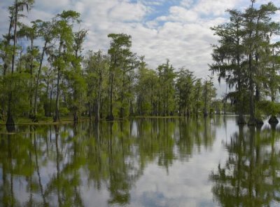 Tim Fitzharris - Bald Cypress swamp, Cypress Island, Lake Martin, Louisiana