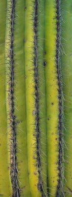 Tim Fitzharris - Saguaro cactus close up of trunk and spines, North America