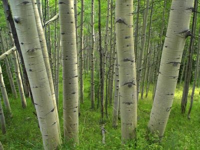 Tim Fitzharris - Aspen forest in spring, Gunnison National Forest, Colorado