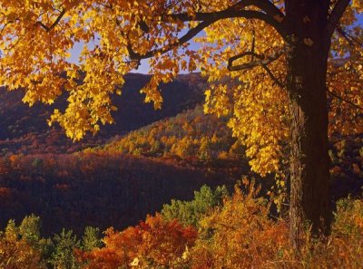 Tim Fitzharris - Autumn deciduous forest, Shenandoah National Park, Virginia