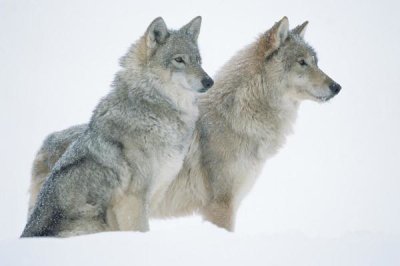 Tim Fitzharris - Timber Wolf portrait of pair sitting in snow, North America