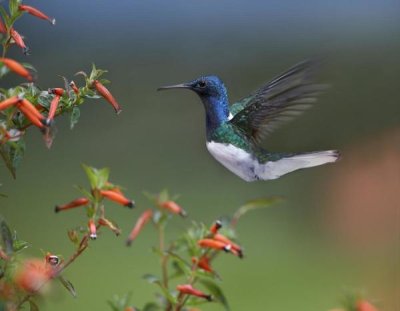 Tim Fitzharris - White-necked Jacobin hummingbird, male foraging, Costa Rica