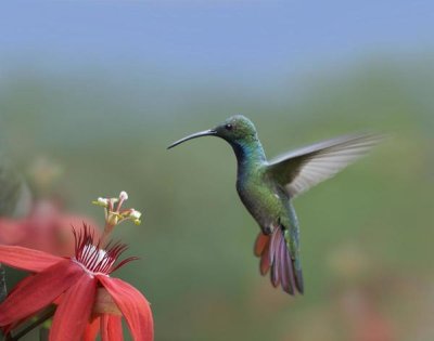 Tim Fitzharris - Green-breasted Mango hummingbird, male foraging, Costa Rica