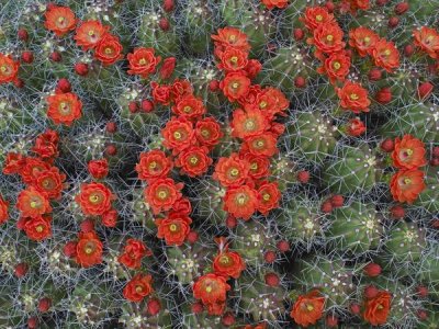 Tim Fitzharris - Claret Cup Cactus detail of flowers in bloom, North America