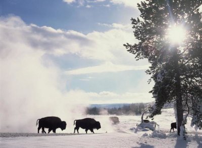 Tim Fitzharris - American Bison in winter, Yellowstone National Park, Wyoming