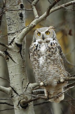 Tim Fitzharris - Great Horned Owl pale form, perched in tree, Alberta, Canada