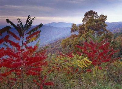 Tim Fitzharris - Staghorn Sumac in autumn, Blue Ridge Mountain Range, Virginia