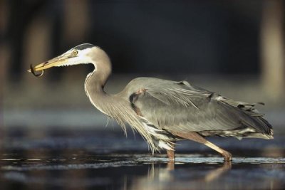 Tim Fitzharris - Great Blue Heron with captured fish, British Columbia, Canada