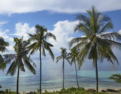 Tim Fitzharris - Coconut Palm trees, Bikini Beach, Panglao Island, Philippines