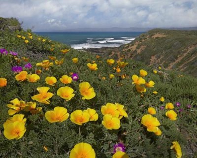 Tim Fitzharris - California Poppy field, Montano de Oro State Park, California