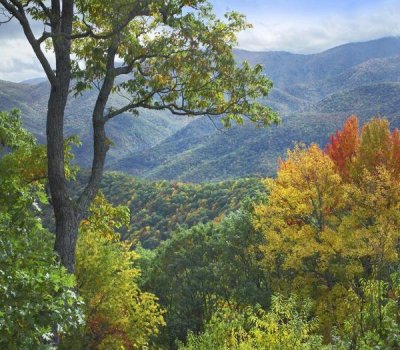 Tim Fitzharris - Deciduous forest in autumn, Blue Ridge Parkway, North Carolina
