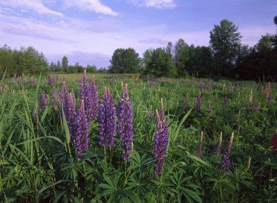 Tim Fitzharris - Lupine in meadow near crescent beach, British Columbia, Canada