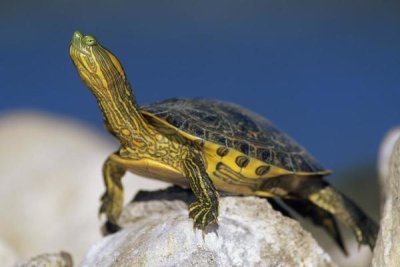 Tim Fitzharris - Yellow-bellied Slider turtle, portrait, on rock, North America