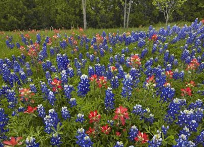 Tim Fitzharris - Bluebonnet and Paintbrush meadow, Cedar Hill State Park, Texas