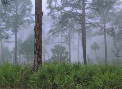 Tim Fitzharris - Saw Palmetto and Pine trees in fog, near Estero River, Florida
