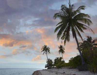 Tim Fitzharris - Coconut Palm trees, Pamilacan Island, Bohol Island, Philippines