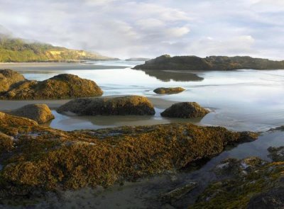 Tim Fitzharris - Seaweed covered rocks exposed at low tide, Neptune Beach, Oregon