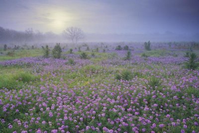 Tim Fitzharris - Sand Verbena flower field at sunrise in fog, Hill Country, Texas