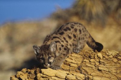 Tim Fitzharris - Mountain Lion or Cougar kitten with speckled coat, North America