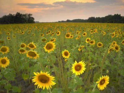 Tim Fitzharris - Field of sunflowers, Flint Hills National Wildlife Refuge, Kansas