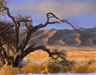 Tim Fitzharris - Grasslands and dunes, Great Sand Dunes National Monument, Colorado