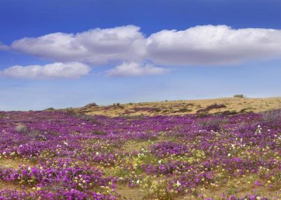 Tim Fitzharris - Sand Verbena carpeting the ground, Imperial Sand Dunes, California