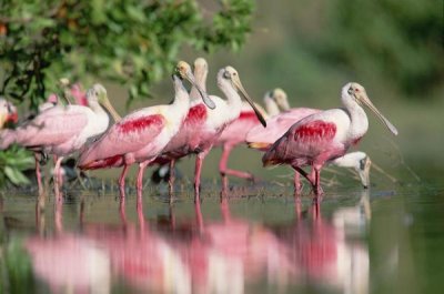 Tim Fitzharris - Roseate Spoonbill flock wading in pond, Texas coast near Galveston