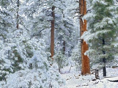 Tim Fitzharris - Ponderosa Pine forest in snow, Grand Canyon National Park, Arizona