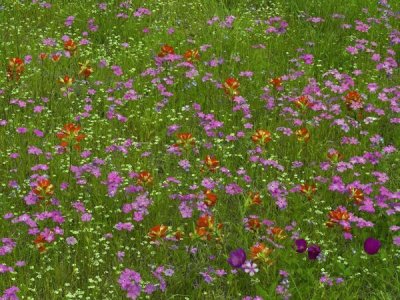 Tim Fitzharris - Pointed Phlox and Indian Paintbrushes in bloom, Hill Country, Texas