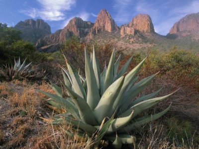 Tim Fitzharris - Chisos Agave and the Chisos Mountains, Big Bend National Park, Texas