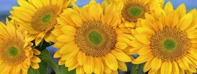 Tim Fitzharris - Common Sunflower group showing symmetrical seed heads, North America