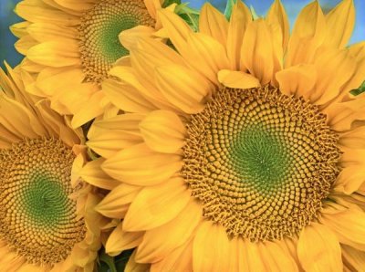 Tim Fitzharris - Common Sunflower group showing symmetrical seed heads, North America