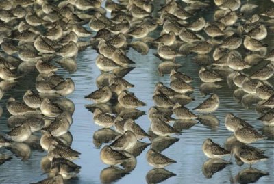 Tim Fitzharris - Long-billed Dowitcher flock sleeping in shallow water, North America