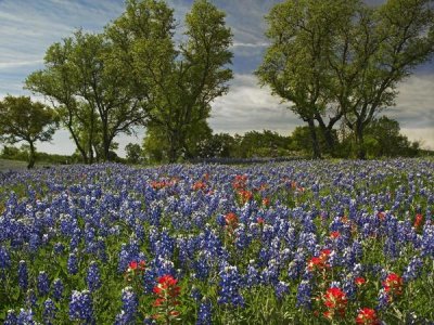 Tim Fitzharris - Sand Bluebonnets and Indian Paintbrush in bloom, Hill Country, Texas