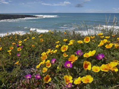 Tim Fitzharris - California Poppy and Iceplant, Montano de Oro State Park, California