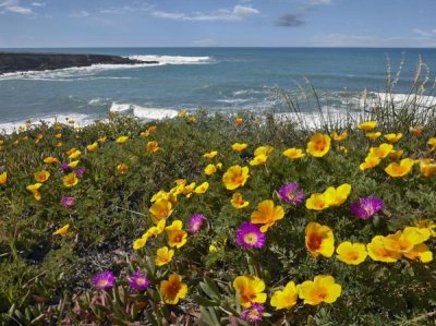 Tim Fitzharris - California Poppy and Iceplant, Montano de Oro State Park, California