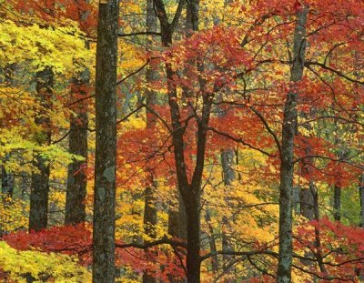 Tim Fitzharris - Maple trees in autumn, Great Smoky Mountains National Park, Tennessee