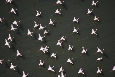 Tim Fitzharris - Lesser Flamingo flock taking flight from the surface of a lake, Kenya