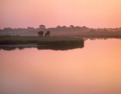 Tim Fitzharris - Wild Horse pair grazing, Assateague Island National Seashore, Maryland