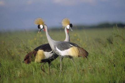 Tim Fitzharris - Grey Crowned Crane couple courting, Masai Mara National Reserve, Kenya