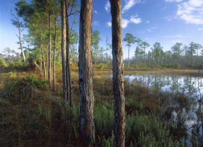 Tim Fitzharris - Pond near the Loxahatchee River, Jonathan Dickinson State Park, Florida