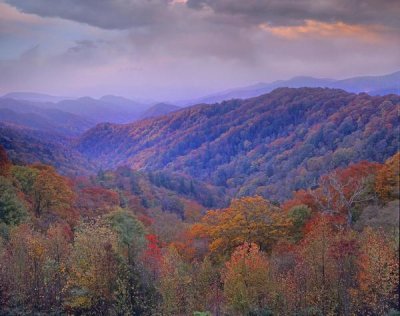 Tim Fitzharris - Autumn deciduous forest, Great Smoky Mountains National Park, Tennessee