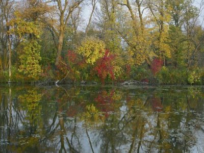 Tim Fitzharris - Autumn reflection on Marsh's Lake, Spruce Woods Provincial Park, Canada